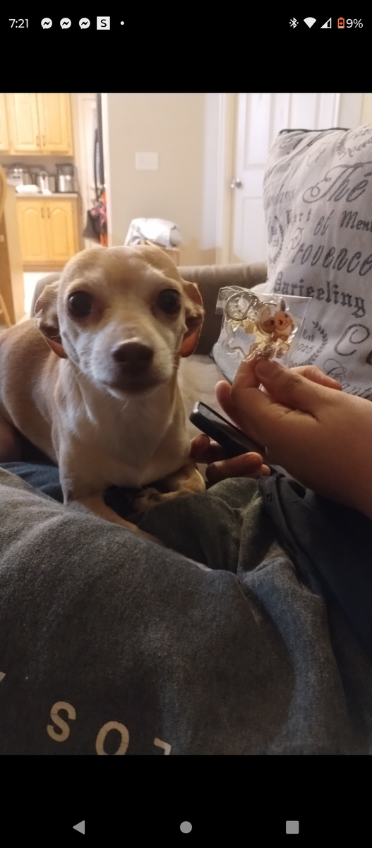 Chihuahua