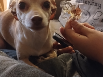 Chihuahua