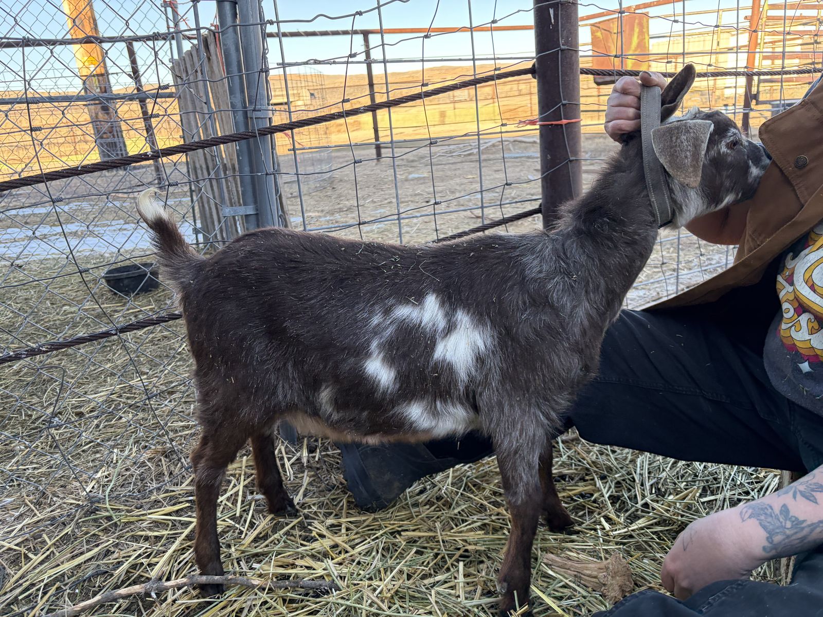 Mini Nubian Does-Super Friendly!