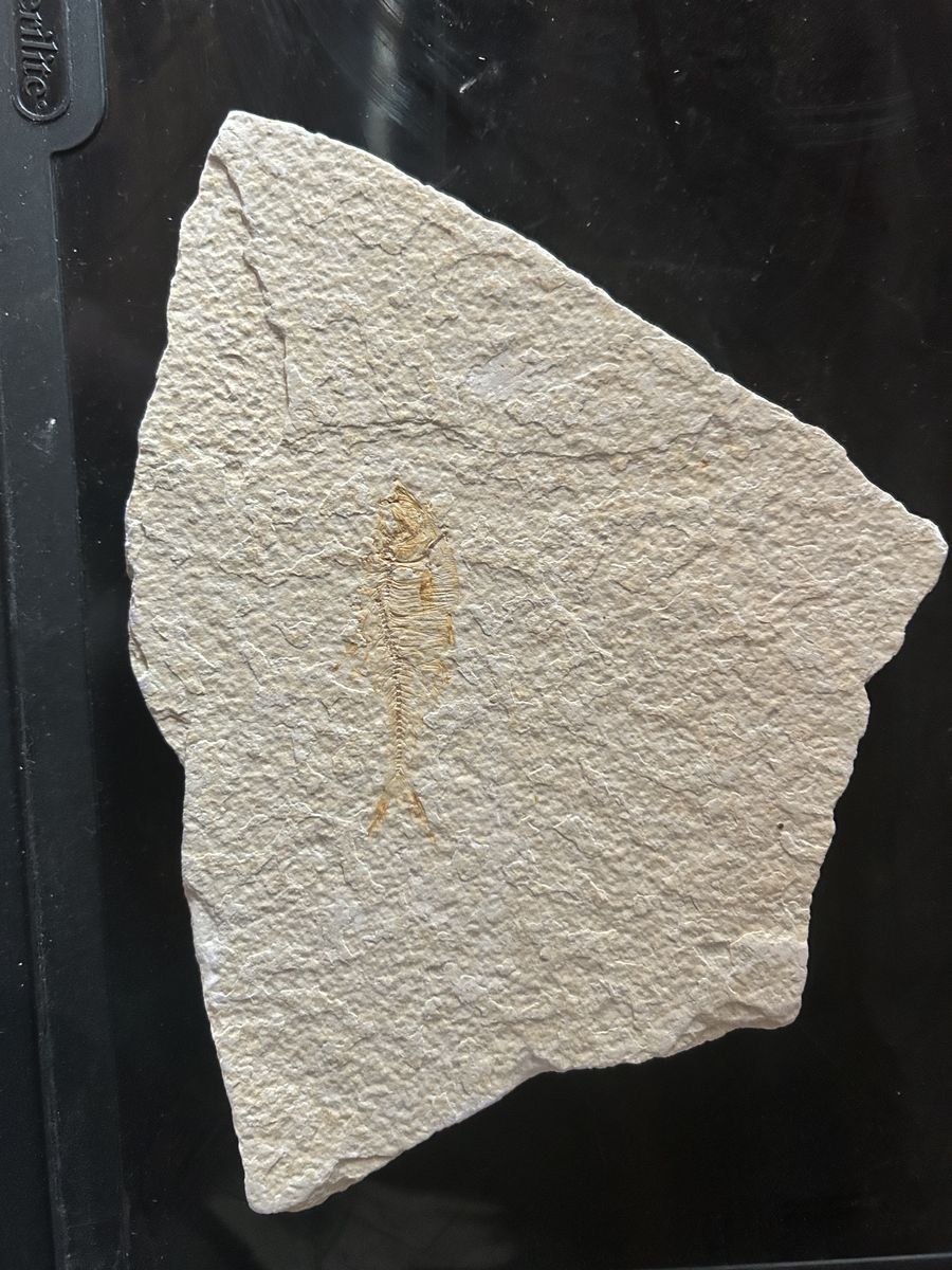 Fossil Fish