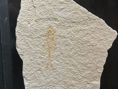 Fossil Fish