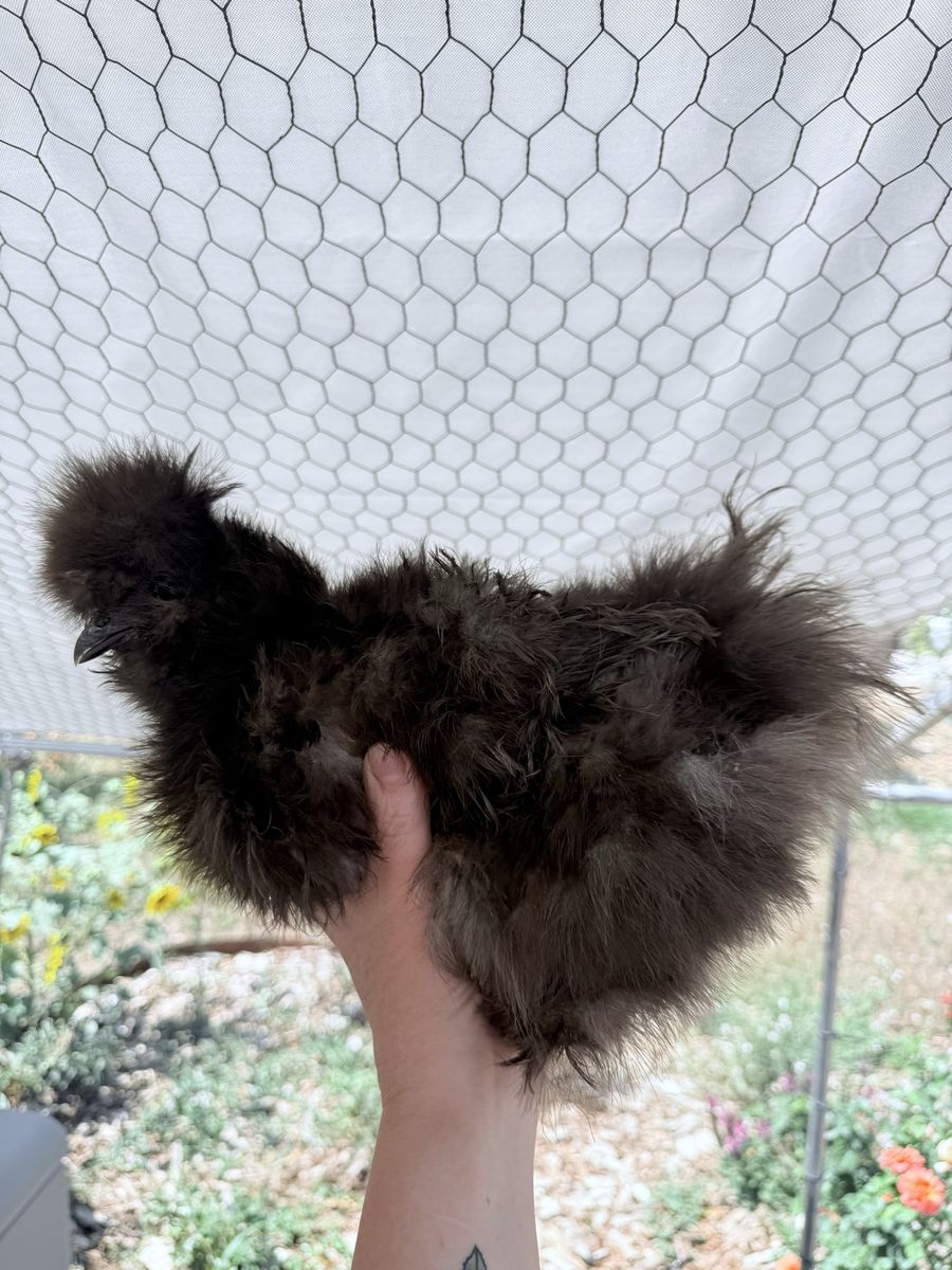 Female Silkie Chicken - Dark Blue Frizzle Silkie confirmed by DNA test to be female!