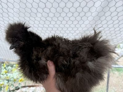 Female Silkie Chicken - Dark Blue Frizzle Silkie confirmed by DNA test to be female!