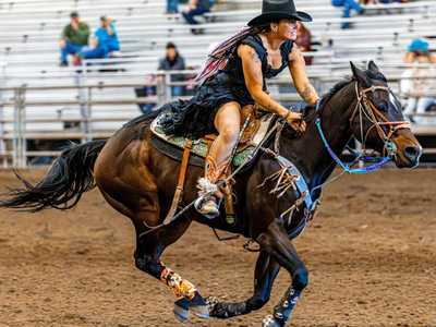 Winning AQHA Mare For Sale/part Trade