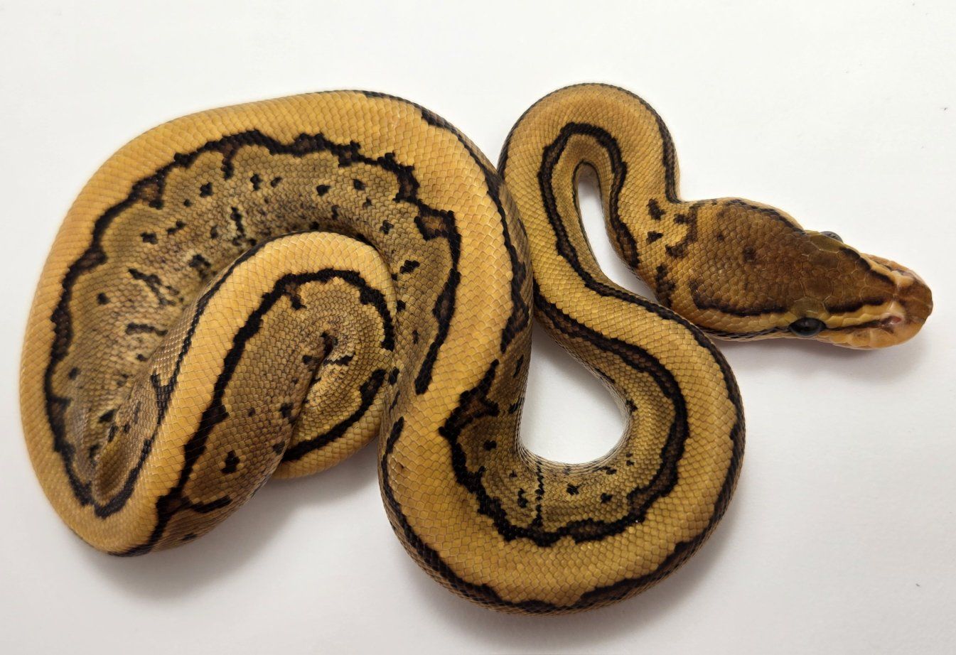 Main image 2