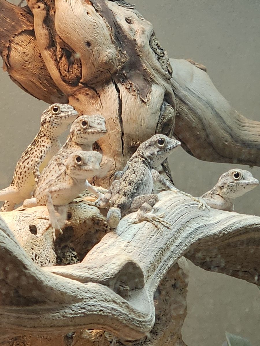 Scorpion tailed geckos