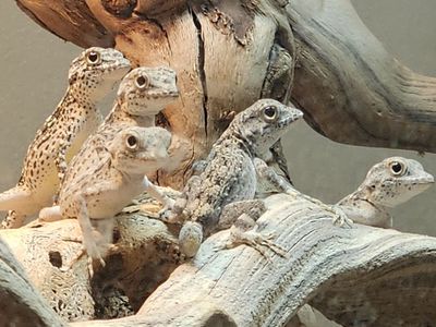 Scorpion tailed geckos