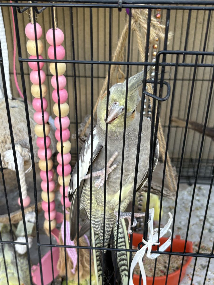 Cockatiel 