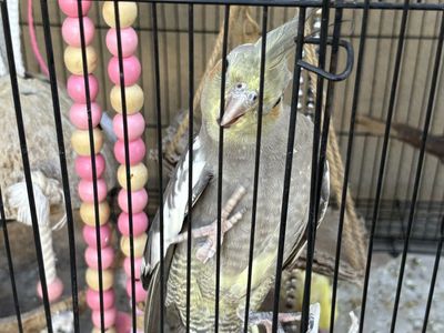 Cockatiel