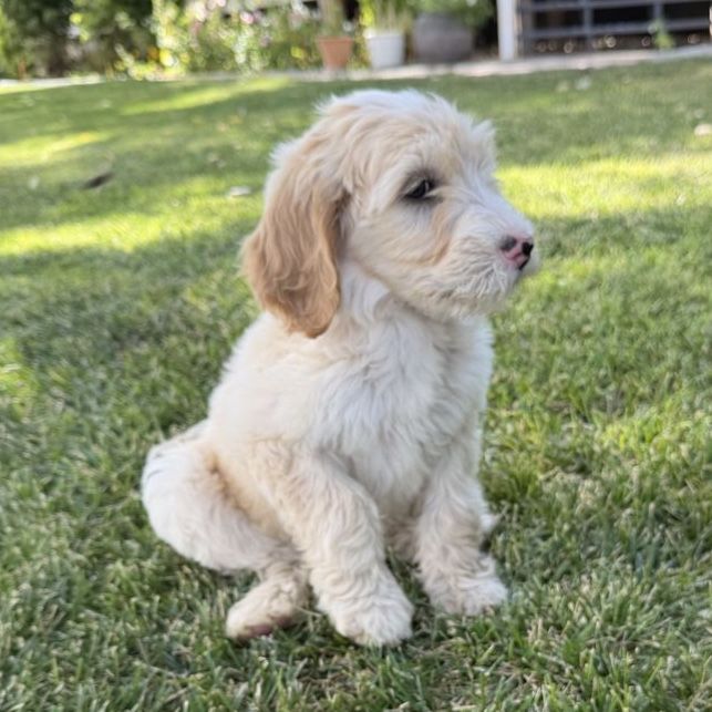 Portidoodle Puppies- Portuguese Water Dog x Goldendoodle