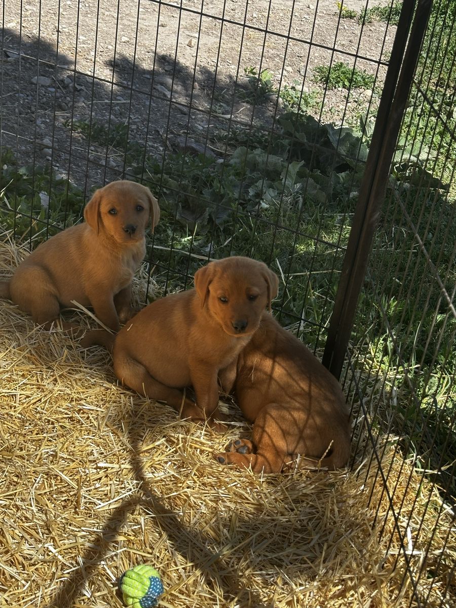 AKC Fox Red Lab  Labrador puppies