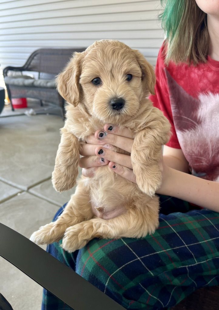 mini bichon teddybear doodle puppies