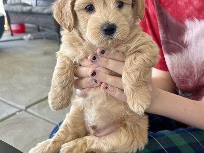 mini bichon teddybear doodle puppies