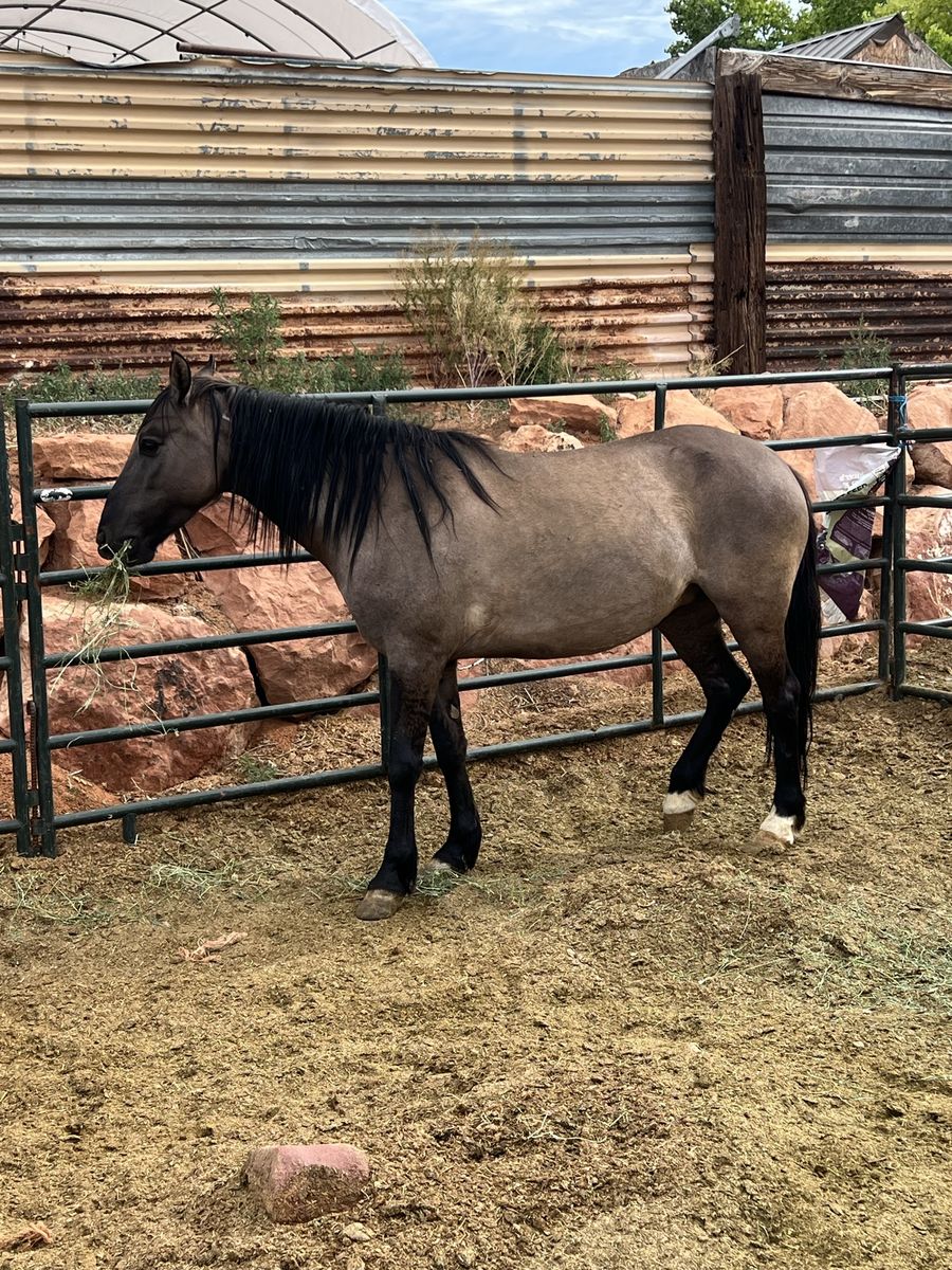 grula mustang mare