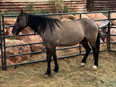 grula mustang mare