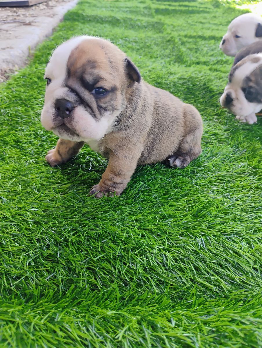 Champion English Bulldog Puppies