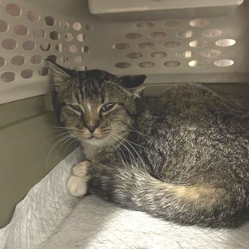 Hello my name is Starling