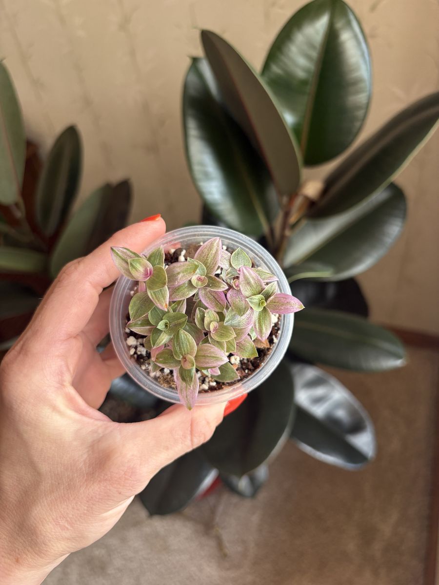 Callisia Repens Pink Lady Indoor Houseplant