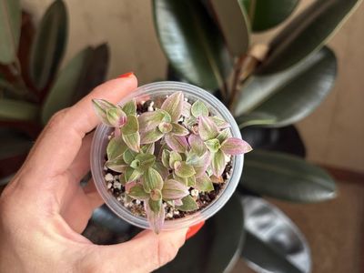 Callisia Repens Pink Lady Indoor Houseplant