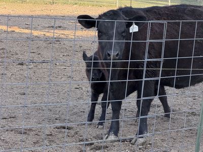 Cow calf pair