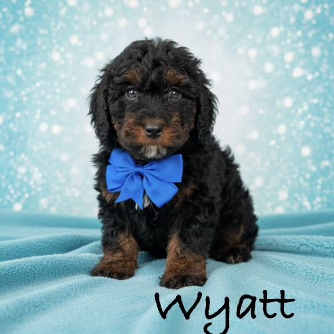 TEACUP Australian King Bernedoodle