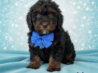 TEACUP Australian King Bernedoodle