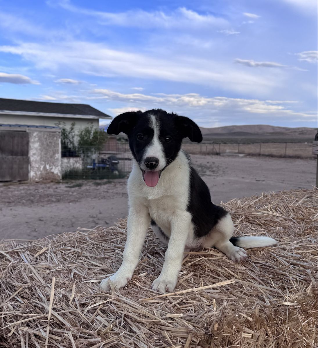 Last purebred border collie puppy
