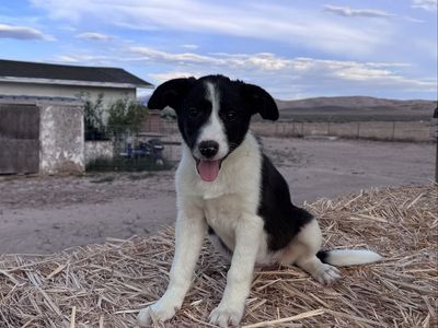Last purebred border collie puppy
