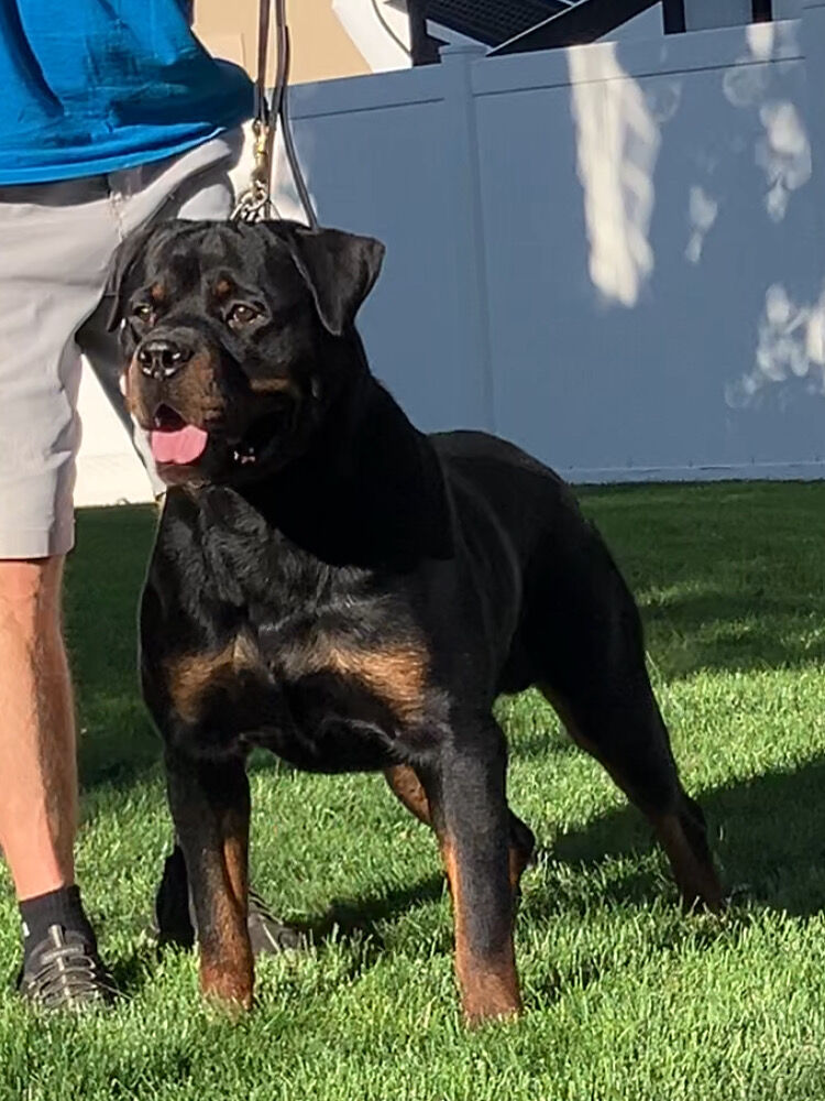 Elite Quality AKC German Rottweiler Puppies