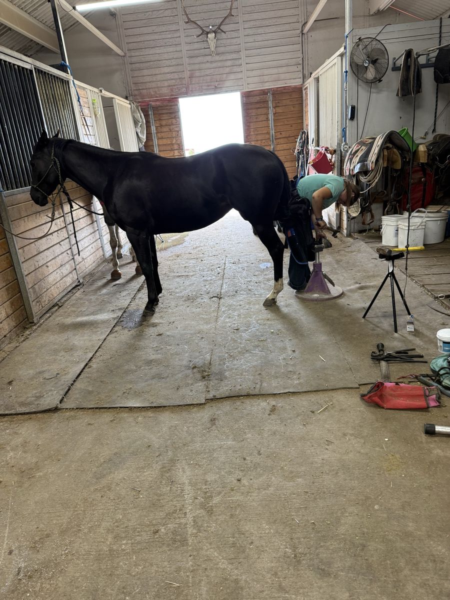 2 yo filly