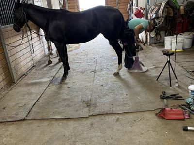 2 yo filly