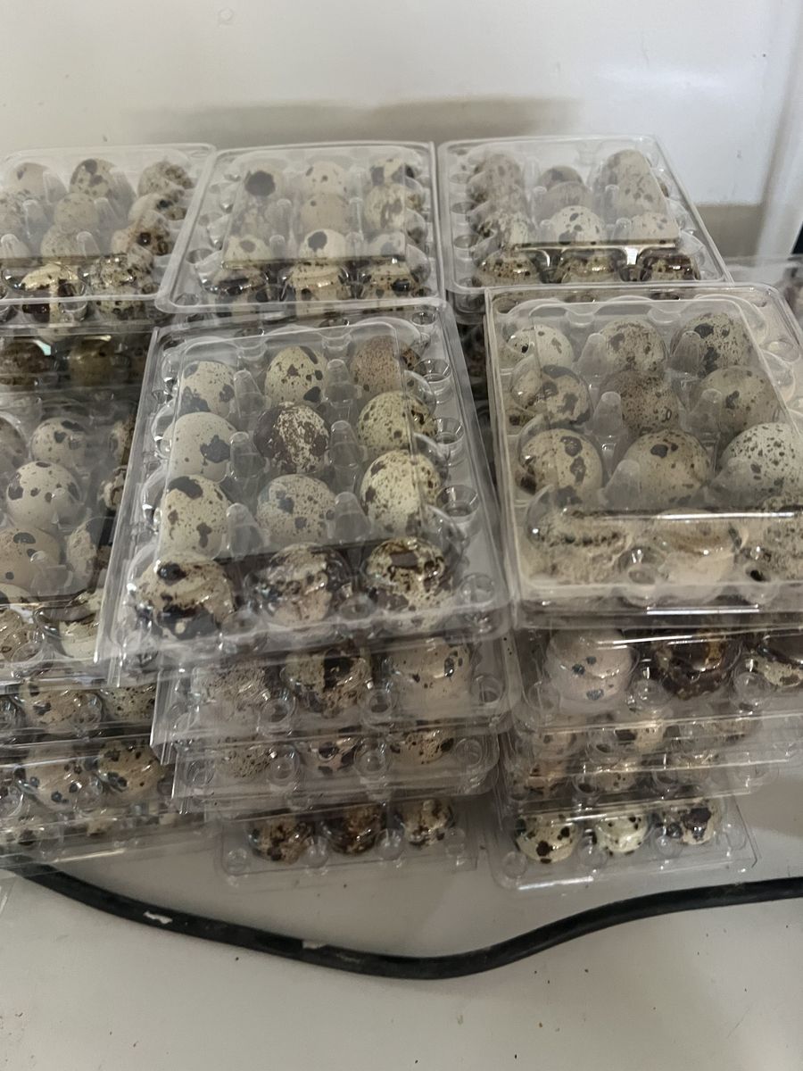 Quail eggs for eating or hatching