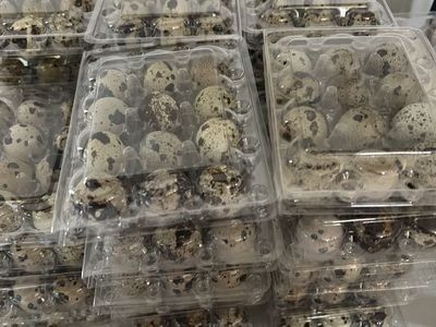Quail eggs for eating or hatching