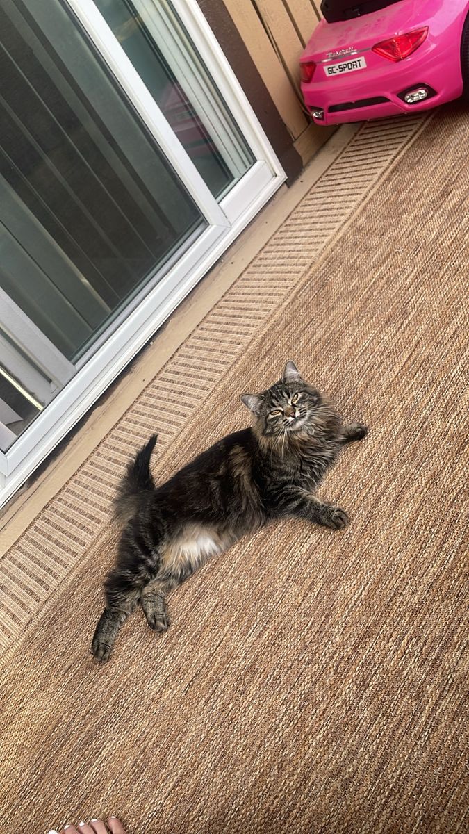 9 month old female kitty