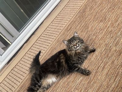 9 month old female kitty