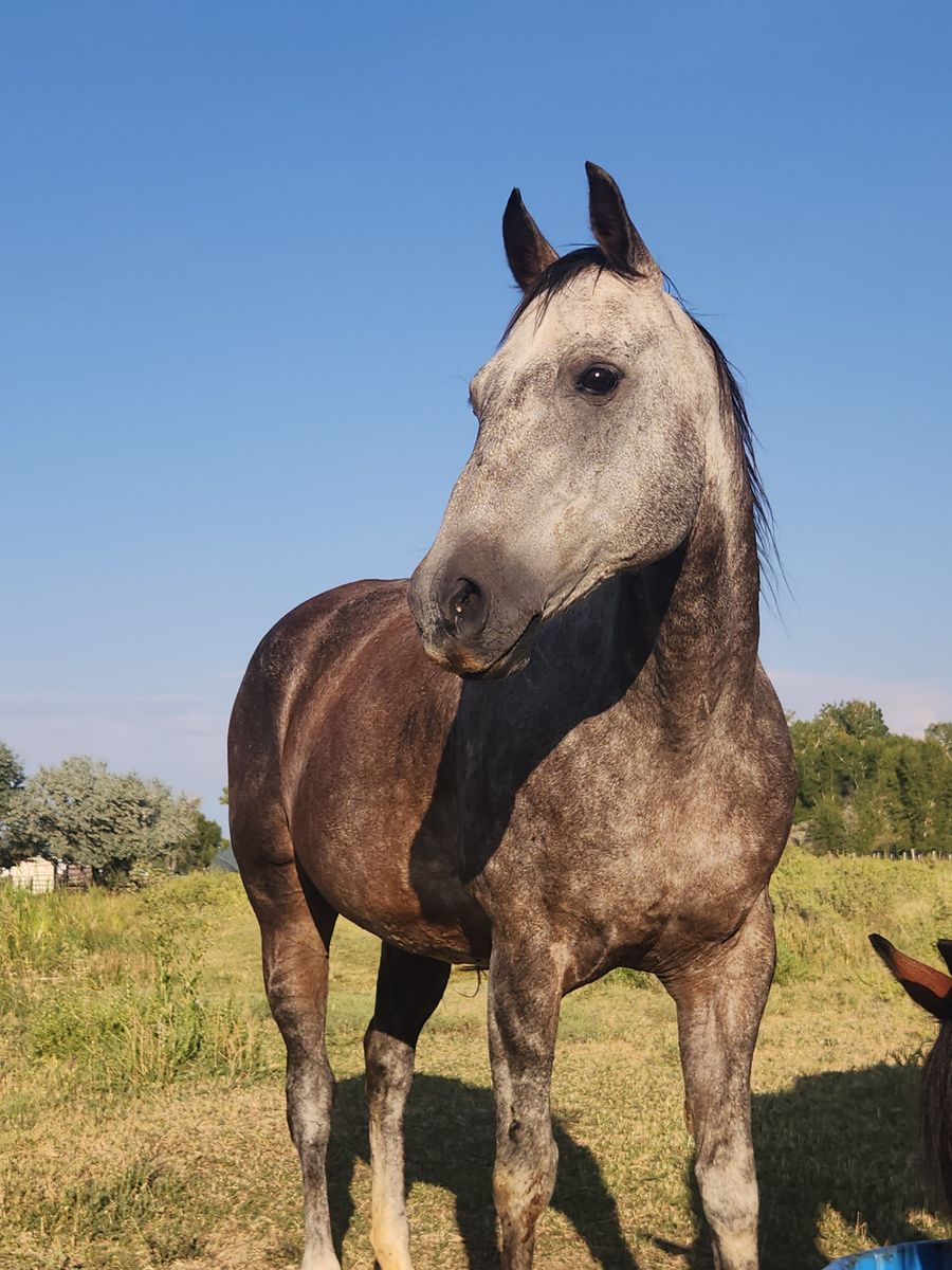Super nice mare