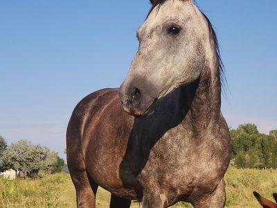 Super nice mare