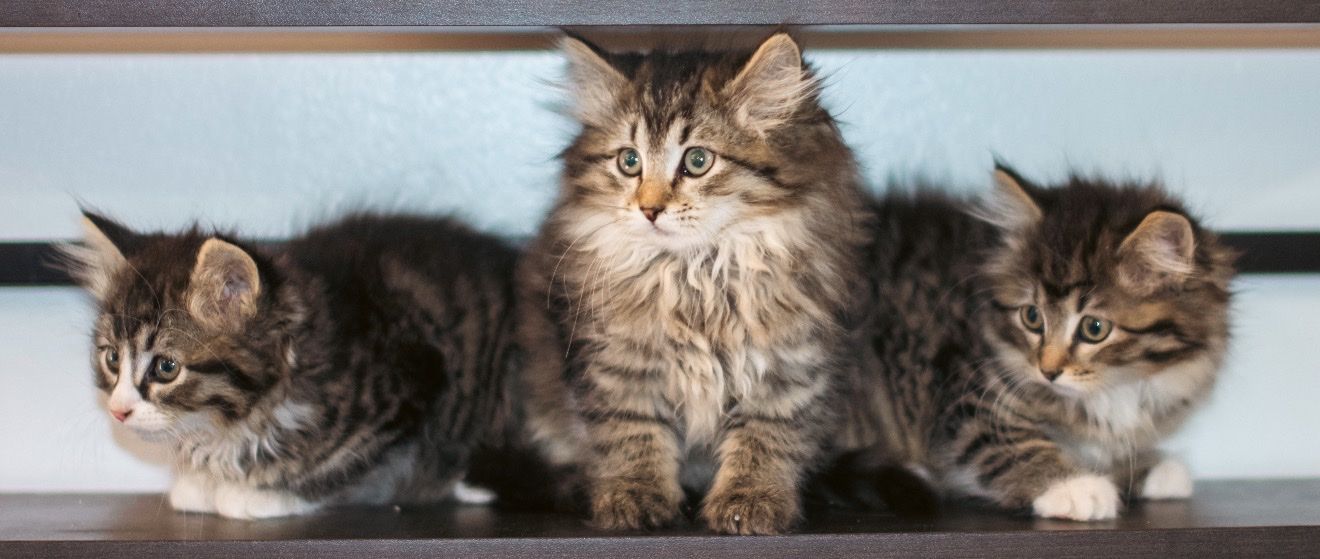 Siberian Forest Kittens(Free SLC Delivery Sat)