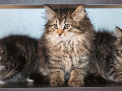 Siberian Forest Kittens(Free SLC Delivery Sat)