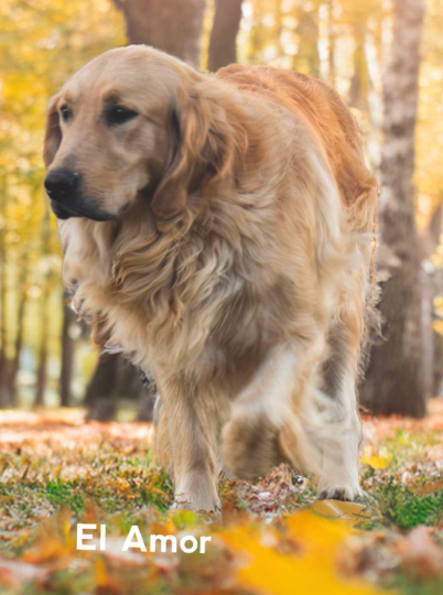 Premier Golden Retriever Breeding Program For Sale