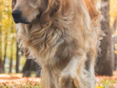 Premier Golden Retriever Breeding Program For Sale