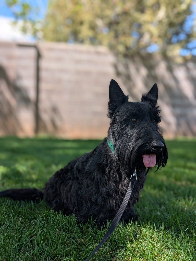 Scottish Terrier Stud