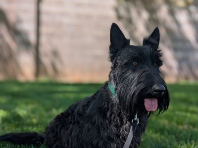Scottish Terrier Stud