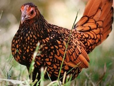 ISO Sebright Hens