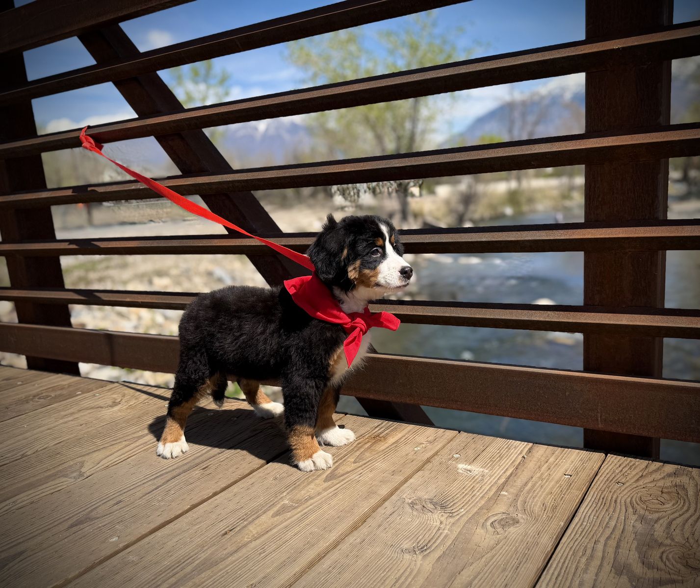 Bernese Mountain Dog puppy