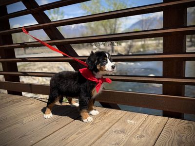 Bernese Mountain Dog puppy