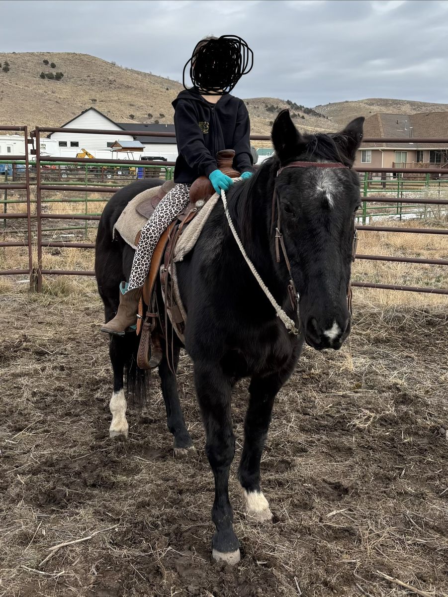 Gelding 15 years 