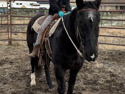 Gelding 15 years