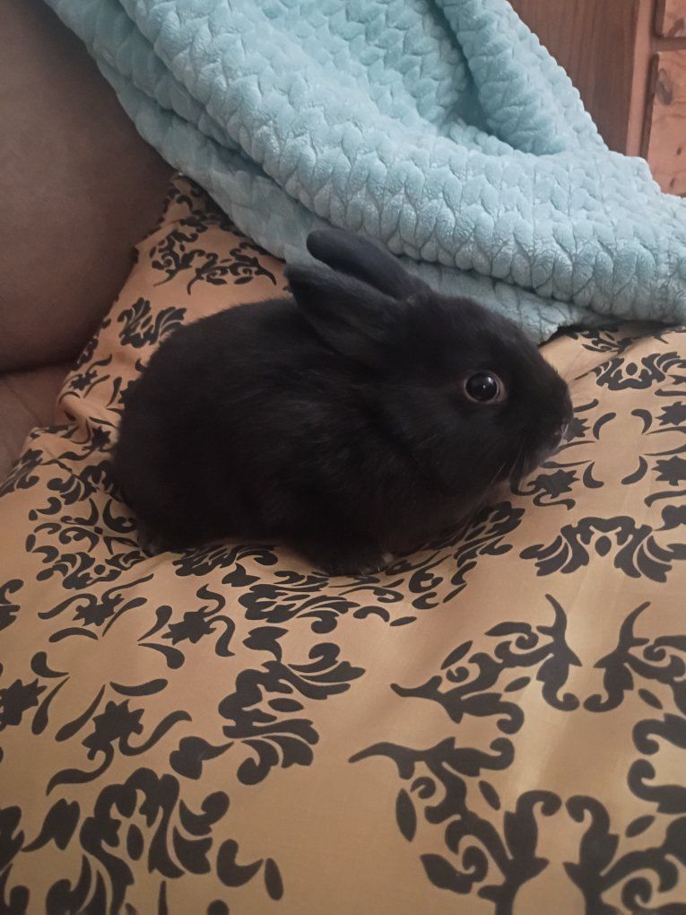 Last TINY Dwarf Baby Bunny - solid black velvet