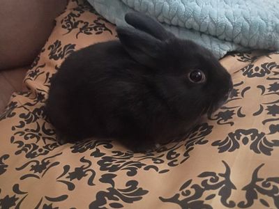 Last TINY Dwarf Baby Bunny - solid black velvet